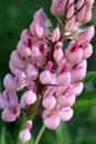 Pink lupine in a garden a close up. Macro. Pink lupine with water drops against a dark green background. Lupinus. Fabaceae Family. Royalty Free Stock Photo