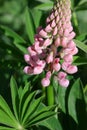 Pink lupine in a garden a close up. Macro. Pink lupine with water drops against a dark green background. Lupinus. Fabaceae Family. Royalty Free Stock Photo