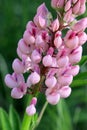 Pink lupine in a garden a close up. Macro. Pink lupine with water drops against a dark green background. Lupinus. Fabaceae Family. Royalty Free Stock Photo