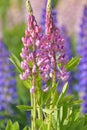 Two young blooming lupines close-up Royalty Free Stock Photo