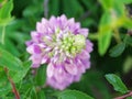 Pink lupine inflorescence top view, flower in focus Royalty Free Stock Photo