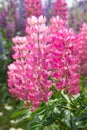 Pink lupines Royalty Free Stock Photo