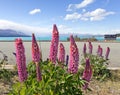 Pink lupines blossoming at the side of the road along Lake Pukaki Royalty Free Stock Photo