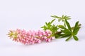 Pink Lupinus, commonly known as lupin or lupine isolated Royalty Free Stock Photo