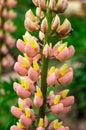 Pink lupinus