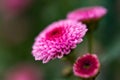 Pink lush chrysanthemums on a blurry background close-up Royalty Free Stock Photo