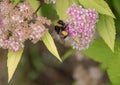 Pink lush flower bumblebee bee close-up. Bright summer sunny warm lighting.