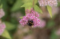 Pink lush flower bumblebee bee close-up. Bright summer sunny warm lighting.