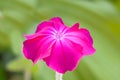 Pink Lychnis coronaria