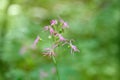 Pink Lychnis flos cuculi flower