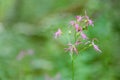 Pink Lychnis flos cuculi flower