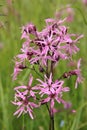 Pink lychnis flos-cuculi, wildflower