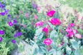 Pink Lysianthus flower growing in garden Royalty Free Stock Photo