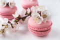 Pink macaroons with a branch of white flowers close up