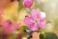 Pink macro apple-tree flower with bokeh