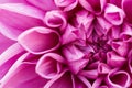 Pink macro dahlia