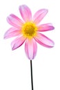 Pink macro dahlia with white and yellow