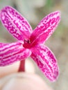 pink Pseuderanthemum atropurpureum flower Royalty Free Stock Photo