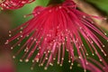Pink macro flower perote Royalty Free Stock Photo
