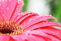 Pink macro gerber flower with drops of water and green background Royalty Free Stock Photo