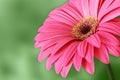 Pink macro gerber flower with green background Royalty Free Stock Photo