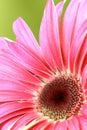 Pink macro gerber flower with green background Royalty Free Stock Photo