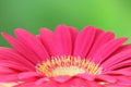 Pink macro gerber flower with green background Royalty Free Stock Photo