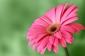 Pink macro gerber flower with green background Royalty Free Stock Photo