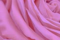 Pink macro rose flower photo filter toned. Many pastel tone petals as design element