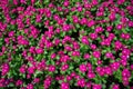 Pink Madagasca periwinkle flowers