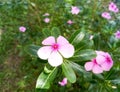 Pink madagascar periwinkle flower plant