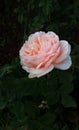 Pink madame rose. beautiful exemplary open symbol of flowered spring