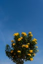 yellow bell flowers with green leaves and blue sky background, bush, beautiful flower branch Royalty Free Stock Photo
