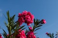 pink magenta bells flowers with green leaves and blue sky background, bush, beautiful flower branch Royalty Free Stock Photo
