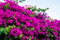 Pink, magenta  blooming bougainvillea flower, Royalty Free Stock Photo