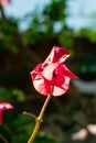 Pink, magenta bougainvillea flower. Royalty Free Stock Photo