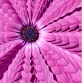 Pink magenta camomile daisy flower abstract fractal multiply effect pattern background. Floral abstract pattern fractal Royalty Free Stock Photo