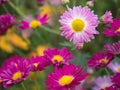 Pink and Magenta Chrysanthemum Flowers blooming Royalty Free Stock Photo