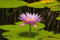 Pink magenta flower of Waterlily, lotus blossoming in pond on sunny day, Thailand, Asia.