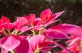 Pink Magenta Poinsettia Plant in Garden on Zoom View