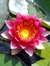 Pink magenta water lily