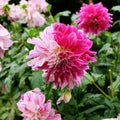A pink, magenta and white colored dahlia dalia flower in a garden with other dahlias of similar colors