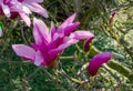 Pink Magnolia `Betty` Royalty Free Stock Photo