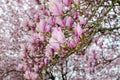 Pink magnolia bloom Royalty Free Stock Photo