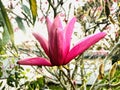 Pink Magnolia blooming with raindrop Royalty Free Stock Photo