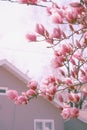 Spring, Pink Magnolia blooming in front of a house