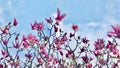 Pink Magnolia blooming on tree branch against blue sky.
