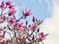 Pink Magnolia blooming on tree branch against blue sky. Royalty Free Stock Photo