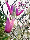 Pink Magnolia blooming on tree branch backlight.