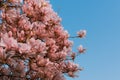 Pink Magnolia blooms, large pink Magnolia flowers and buds, saucer shaped flowers. Magnolia soulangeana trees blossom in spring